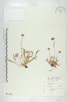 玉山山蘿蔔藏品圖，第1張