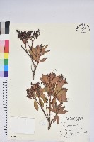 臺灣馬醉木藏品圖，第1張