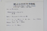 芒果、檬果、檨仔藏品圖，第2張