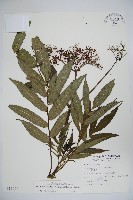 冇骨消藏品圖，第1張