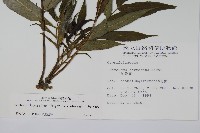 冇骨消藏品圖，第2張