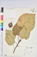 三年桐、光桐藏品圖，第1張