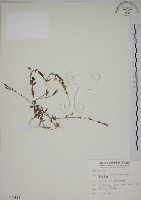 黃斑龍膽藏品圖，第1張