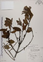 蓮華池桑寄生藏品圖，第1張