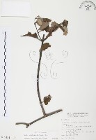 杜鵑桑寄生藏品圖，第1張