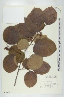 柿、柿仔、紅柿藏品圖，第1張