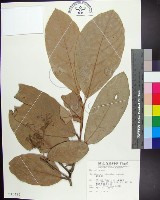 銀葉樹藏品圖，第1張