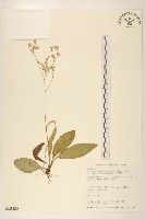 刀傷草藏品圖，第1張