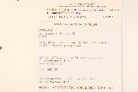 紫背草藏品圖，第2張