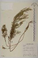 茵蔯蒿藏品圖，第1張