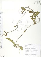 爬森藤藏品圖，第1張