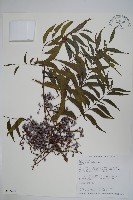 黃連木、爛心木藏品圖，第1張