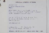 黃連木、爛心木藏品圖，第2張