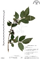 杜虹花，台灣紫珠藏品圖，第1張