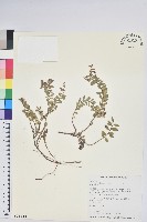 高山白珠樹藏品圖，第1張