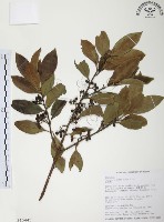 九節木、牛屎烏、青龍吐霧藏品圖，第1張