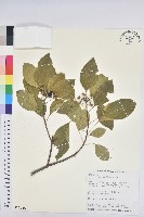 白臼藏品圖，第1張