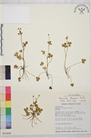 鹿場毛茛藏品圖，第1張