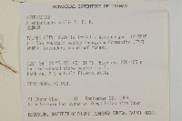 地膽草、毛蓮菜藏品圖，第2張