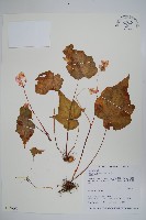 岩生秋海棠藏品圖，第1張