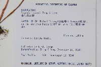 岩生秋海棠藏品圖，第2張