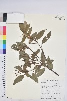 粗糠柴藏品圖，第1張