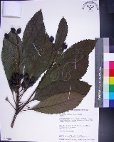 山枇杷、臺灣枇杷藏品圖，第1張