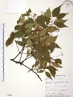 樟樹藏品圖，第1張