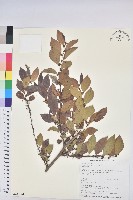 細葉饅頭果藏品圖，第1張