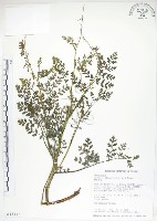 彎果黃菫藏品圖，第1張