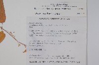 通天蓮藏品圖，第2張