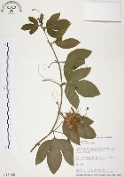 西番蓮、百香果藏品圖，第1張