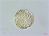 多花滇南蛇藤藏品圖，第2張