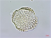 多花滇南蛇藤藏品圖，第4張