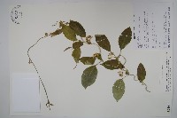 臺灣牛皮消、臺灣白薇藏品圖，第1張