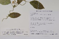 臺灣牛皮消、臺灣白薇藏品圖，第2張