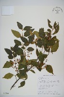 呂宋莢迷藏品圖，第1張