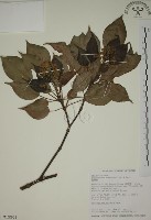 昆欄樹藏品圖，第1張