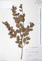 小葉赤楠藏品圖，第1張