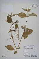 牛膝藏品圖，第1張