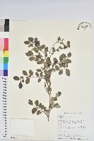 紅仔珠藏品圖，第1張