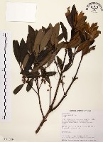 大明橘藏品圖，第1張