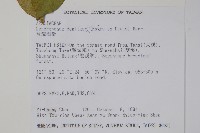 臺灣樹參藏品圖，第2張