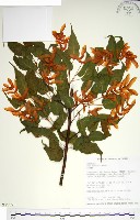 尖葉槭藏品圖，第1張