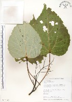 山桐子藏品圖，第1張