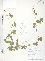 小葉括根藏品圖，第1張