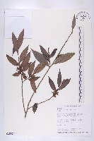 軟毛柿藏品圖，第1張