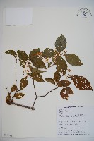 呂宋莢迷藏品圖，第1張