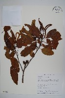 臺灣赤楊、臺灣榿木藏品圖，第1張