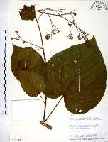 克蘭樹藏品圖，第1張